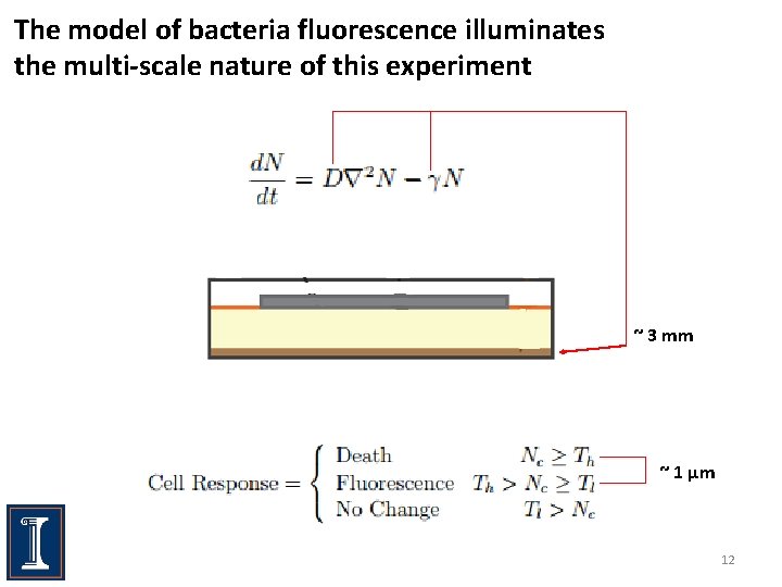 The model of bacteria fluorescence illuminates the multi-scale nature of this experiment ~ 3