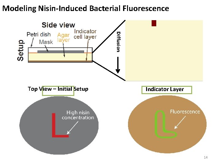 Modeling Nisin-Induced Bacterial Fluorescence Diffusion Top View – Initial Setup Indicator Layer 14 