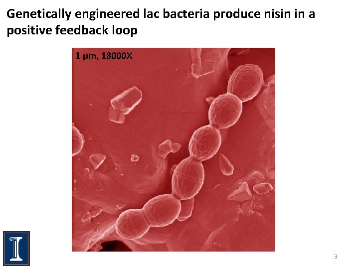 Genetically engineered lac bacteria produce nisin in a positive feedback loop 1 µm, 18000