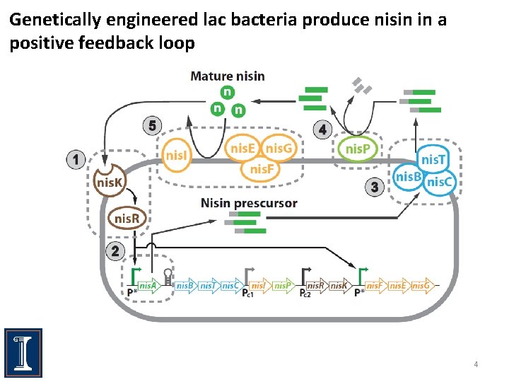 Genetically engineered lac bacteria produce nisin in a positive feedback loop 4 