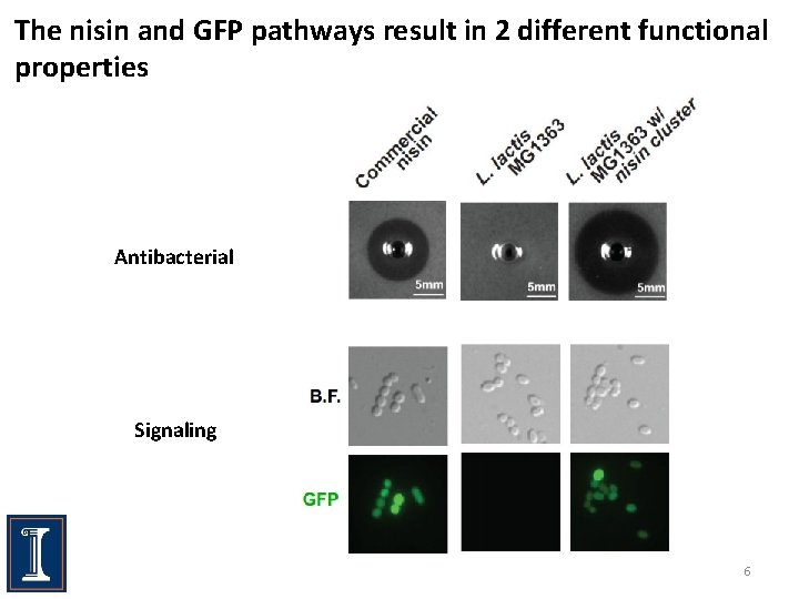 The nisin and GFP pathways result in 2 different functional properties Antibacterial Signaling 6
