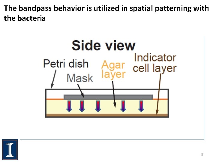 The bandpass behavior is utilized in spatial patterning with the bacteria 8 