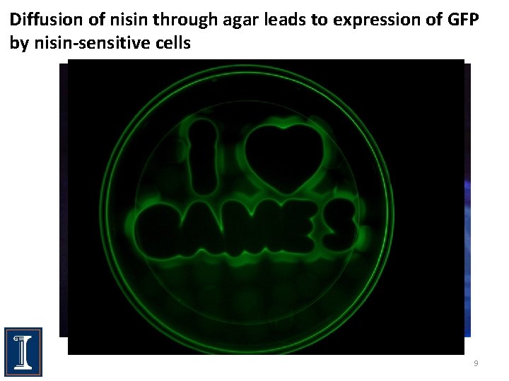 Diffusion of nisin through agar leads to expression of GFP by nisin-sensitive cells 9