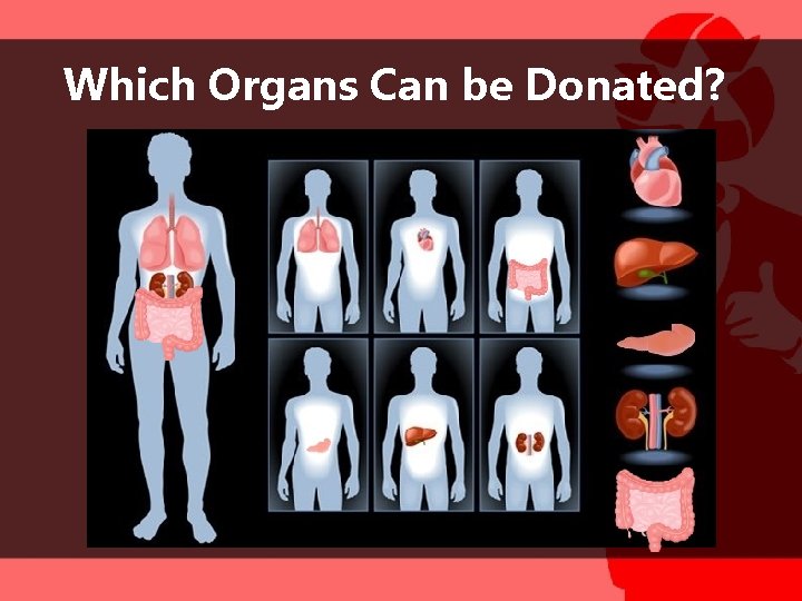 Which Organs Can be Donated? 