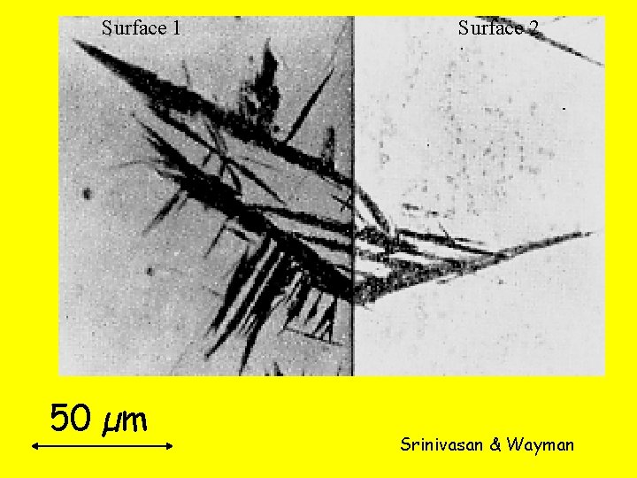 Surface 1 50 µm Surface 2 Srinivasan & Wayman 