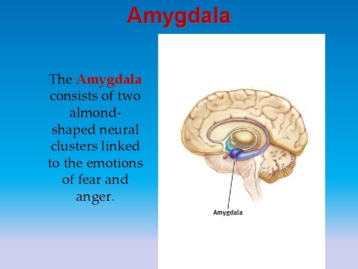 Amygdala The Amygdala consists of two almondshaped neural clusters linked to the emotions of