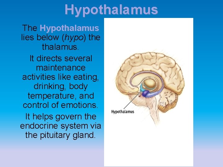 Hypothalamus The Hypothalamus lies below (hypo) the thalamus. It directs several maintenance activities like