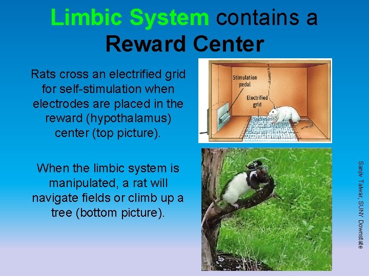 Limbic System contains a Reward Center Rats cross an electrified grid for self-stimulation when