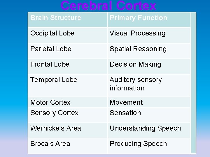 Cerebral Cortex Brain Structure Primary Function Occipital Lobe Visual Processing Parietal Lobe Spatial Reasoning