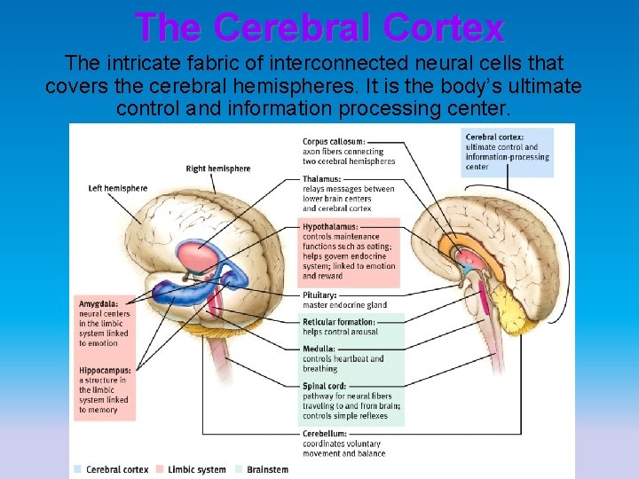 The Cerebral Cortex The intricate fabric of interconnected neural cells that covers the cerebral