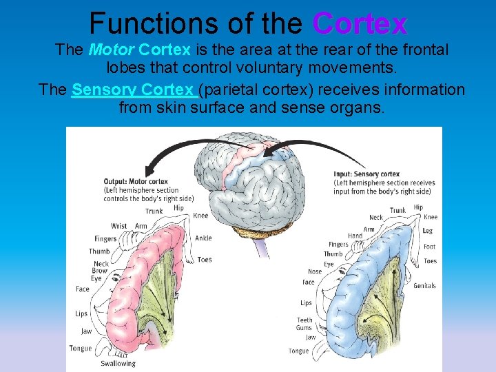 Functions of the Cortex The Motor Cortex is the area at the rear of