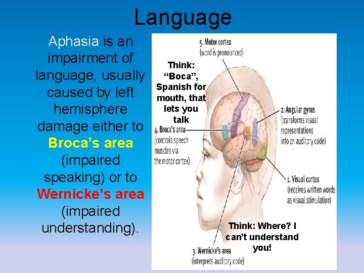 Language Aphasia is an impairment of language, usually caused by left hemisphere damage either