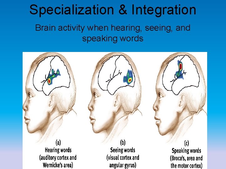 Specialization & Integration Brain activity when hearing, seeing, and speaking words 22 