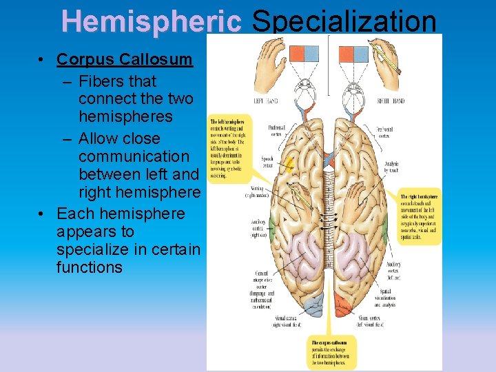 Hemispheric Specialization • Corpus Callosum – Fibers that connect the two hemispheres – Allow