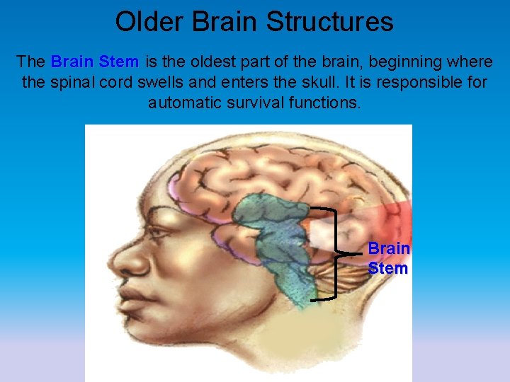 Older Brain Structures The Brain Stem is the oldest part of the brain, beginning