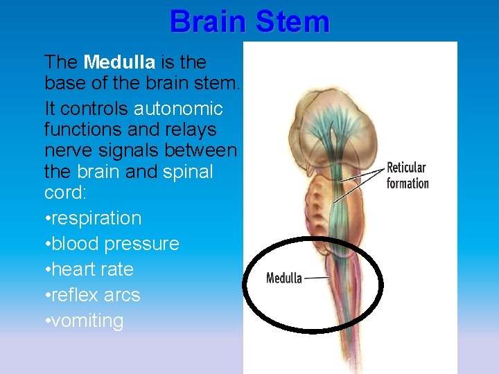 Brain Stem The Medulla is the base of the brain stem. It controls autonomic
