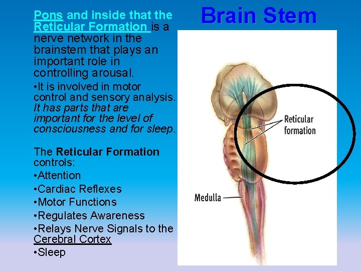 Pons and inside that the Reticular Formation is a nerve network in the brainstem