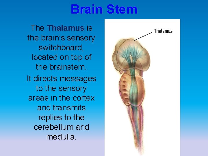 Brain Stem The Thalamus is the brain’s sensory switchboard, located on top of the