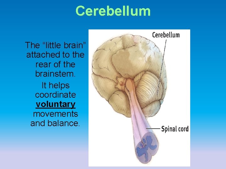 Cerebellum The “little brain” attached to the rear of the brainstem. It helps coordinate