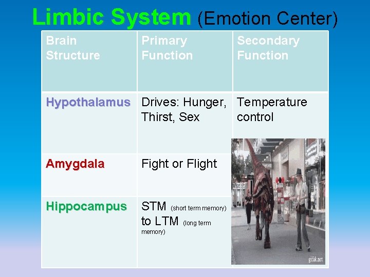 Limbic System (Emotion Center) Brain Structure Primary Function Secondary Function Hypothalamus Drives: Hunger, Temperature