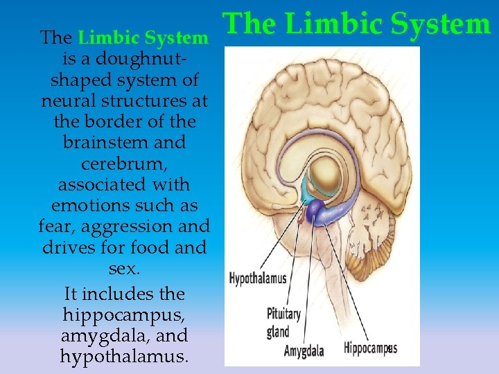 The Limbic System is a doughnutshaped system of neural structures at the border of