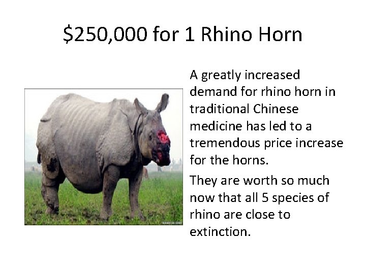 $250, 000 for 1 Rhino Horn A greatly increased demand for rhino horn in