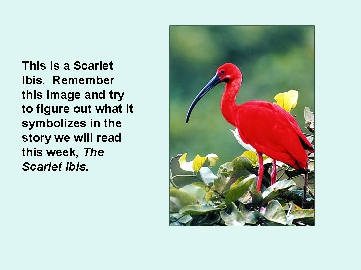 This is a Scarlet Ibis. Remember this image and try to figure out what