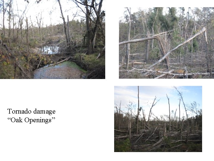 Tornado damage “Oak Openings” 