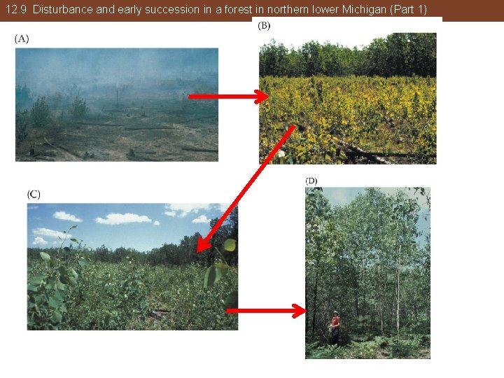 12. 9 Disturbance and early succession in a forest in northern lower Michigan (Part