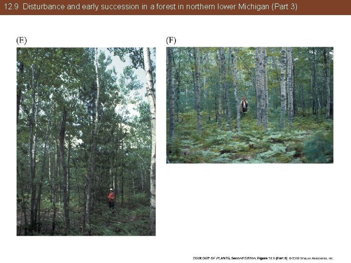 12. 9 Disturbance and early succession in a forest in northern lower Michigan (Part