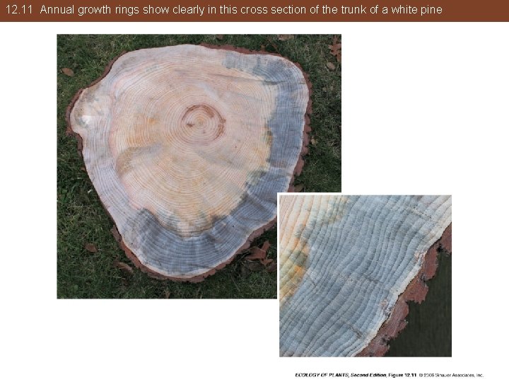 12. 11 Annual growth rings show clearly in this cross section of the trunk