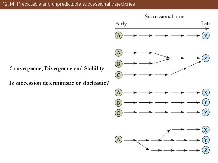 12. 14 Predictable and unpredictable successional trajectories Convergence, Divergence and Stability… Is succession deterministic