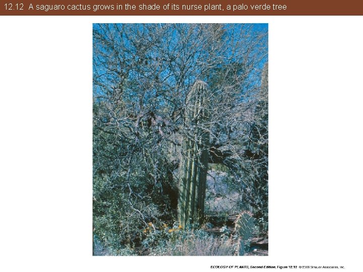 12. 12 A saguaro cactus grows in the shade of its nurse plant, a