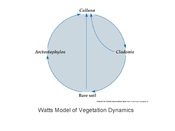 Watts Model of Vegetation Dynamics 