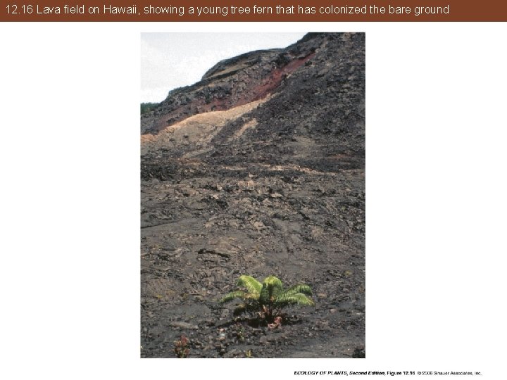 12. 16 Lava field on Hawaii, showing a young tree fern that has colonized