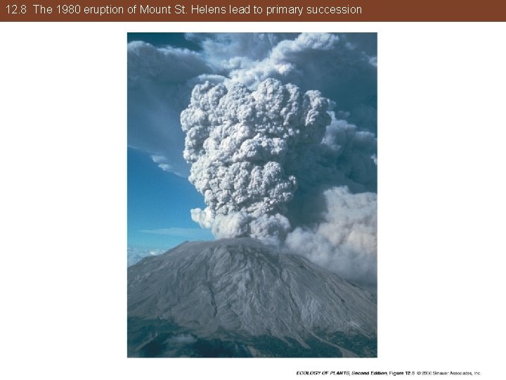 12. 8 The 1980 eruption of Mount St. Helens lead to primary succession 