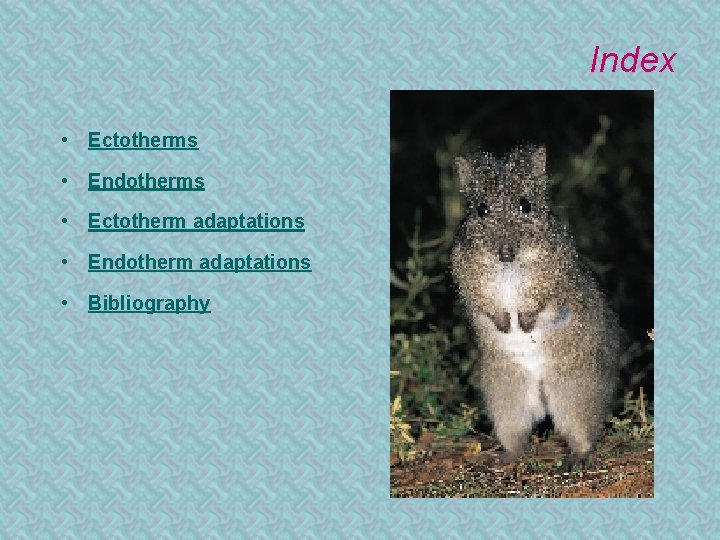 Index • Ectotherms • Endotherms • Ectotherm adaptations • Endotherm adaptations • Bibliography 