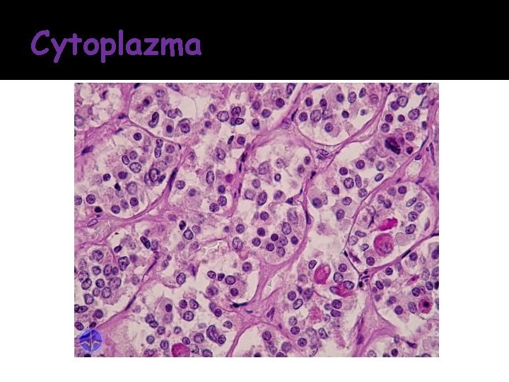 Cytoplazma 