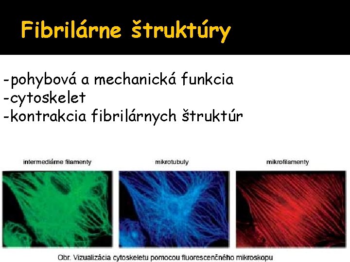 Fibrilárne štruktúry -pohybová a mechanická funkcia -cytoskelet -kontrakcia fibrilárnych štruktúr 