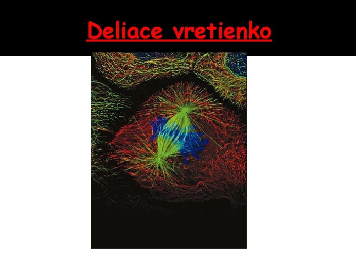 Deliace vretienko 