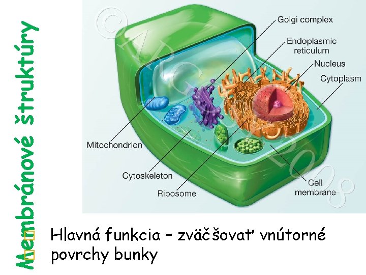 Membránové štruktúry � � Hlavná funkcia – zväčšovať vnútorné povrchy bunky 