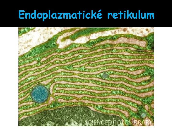 Endoplazmatické retikulum 