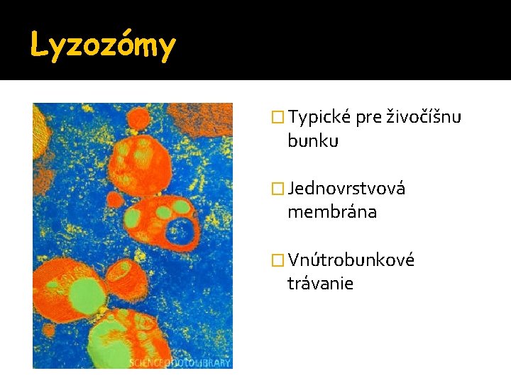 Lyzozómy � Typické pre živočíšnu bunku � Jednovrstvová membrána � Vnútrobunkové trávanie 