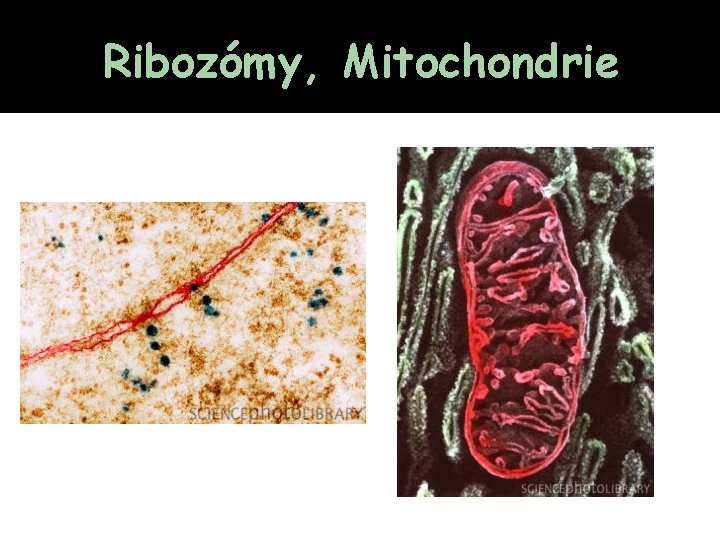 Ribozómy, Mitochondrie 