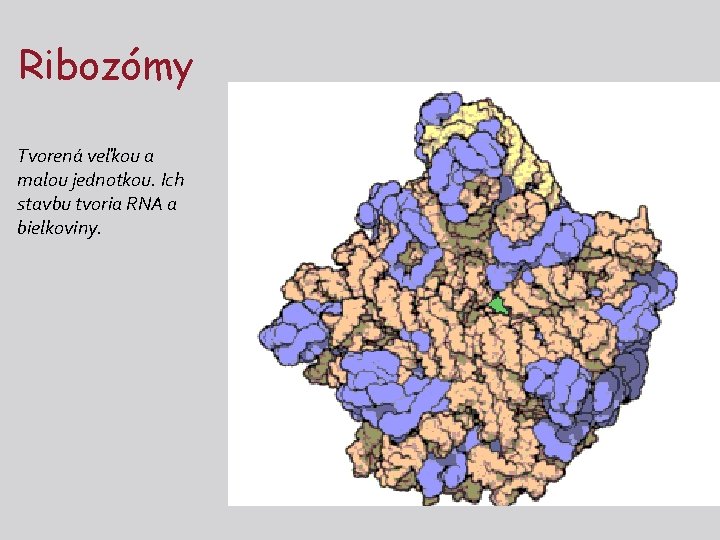 Ribozómy Tvorená veľkou a malou jednotkou. Ich stavbu tvoria RNA a bielkoviny. 