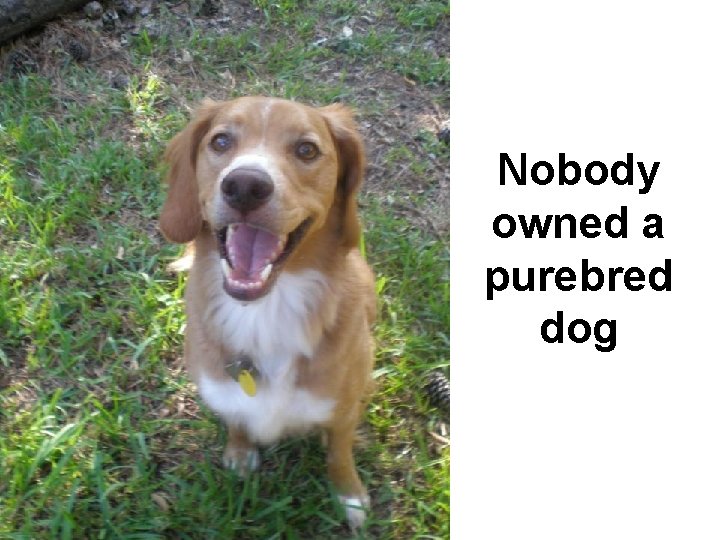 Nobody owned a purebred dog 