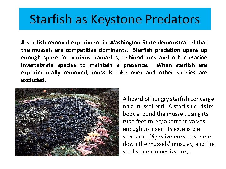 Starfish as Keystone Predators A starfish removal experiment in Washington State demonstrated that the