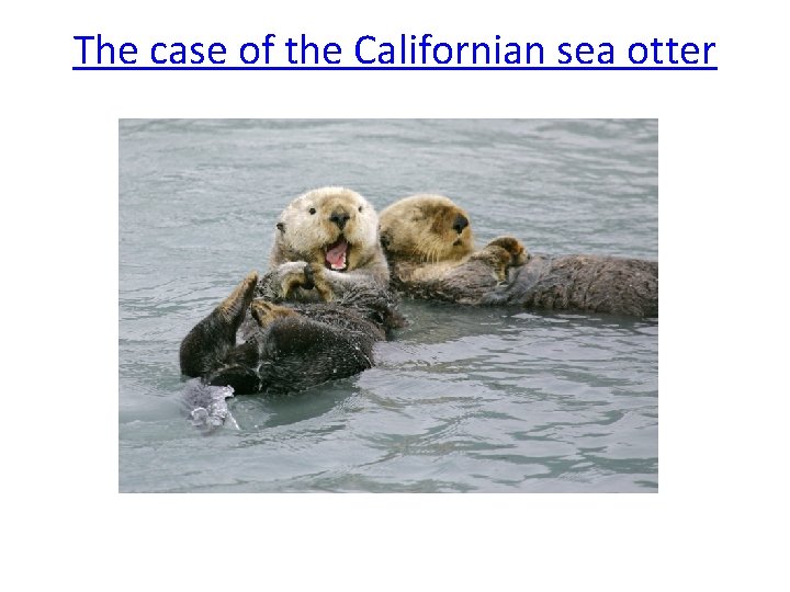 The case of the Californian sea otter 