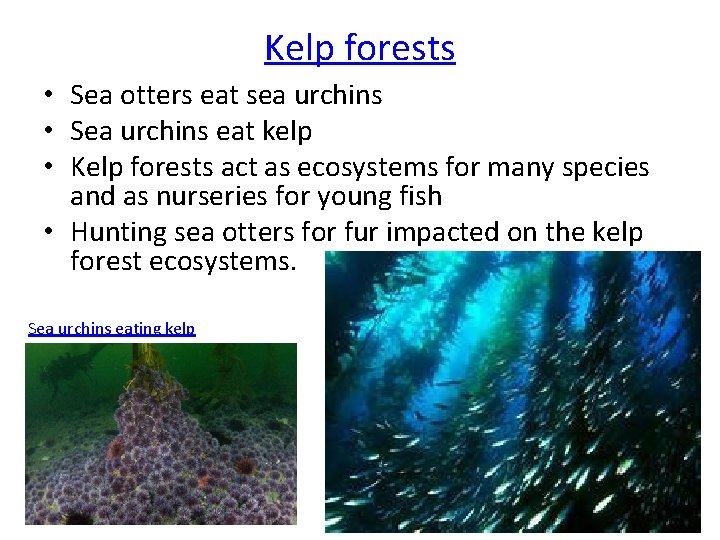Kelp forests • Sea otters eat sea urchins • Sea urchins eat kelp •