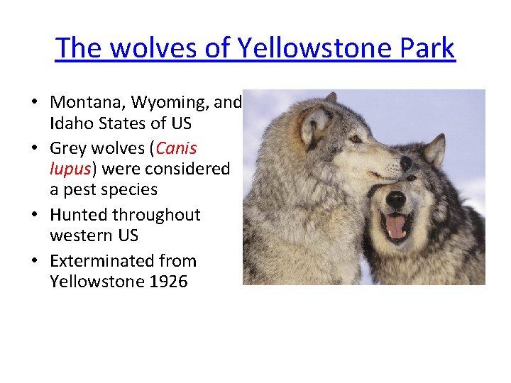 The wolves of Yellowstone Park • Montana, Wyoming, and Idaho States of US •